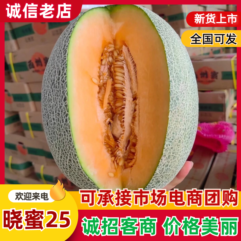 【实力供货】北海哈密瓜脆甜多汁，大量对接商超、市场、电商