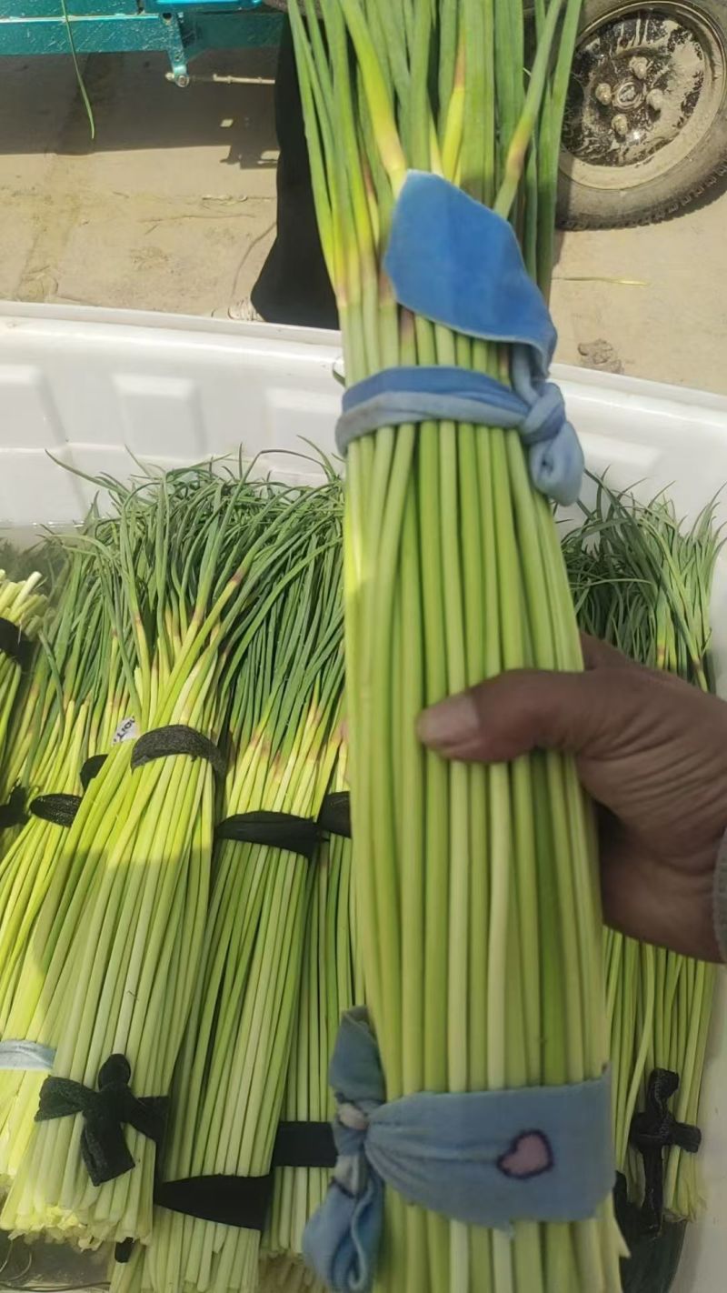 蒜薹
