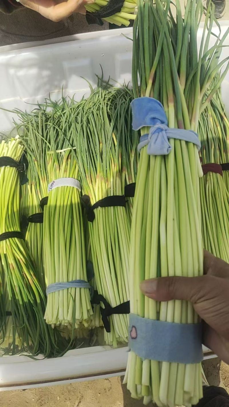 蒜薹