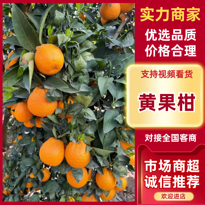 《推荐》丑桔颜色火红色纯甜爆汁产地直发质量三包