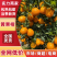 小叶丑桔黄果柑产地直发对接电商社区团购等质量保证