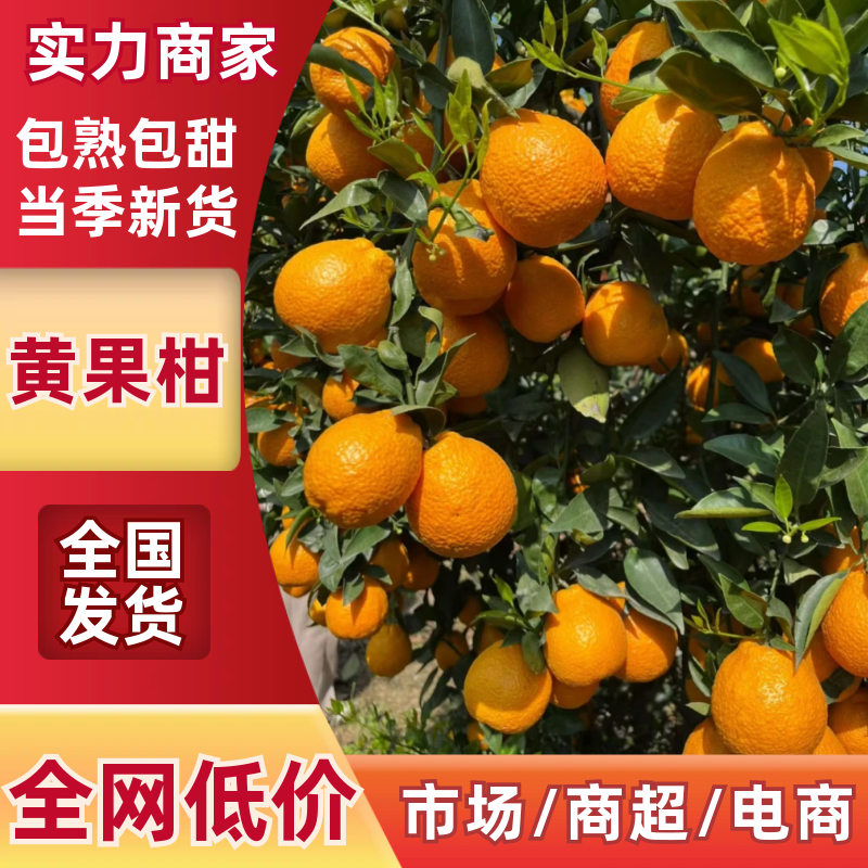 小叶丑桔黄果柑产地直发对接电商社区团购等质量保证