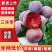 广东银妃三华李