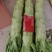 精品青叶莴笋，产地大量发货，专业诚信经营