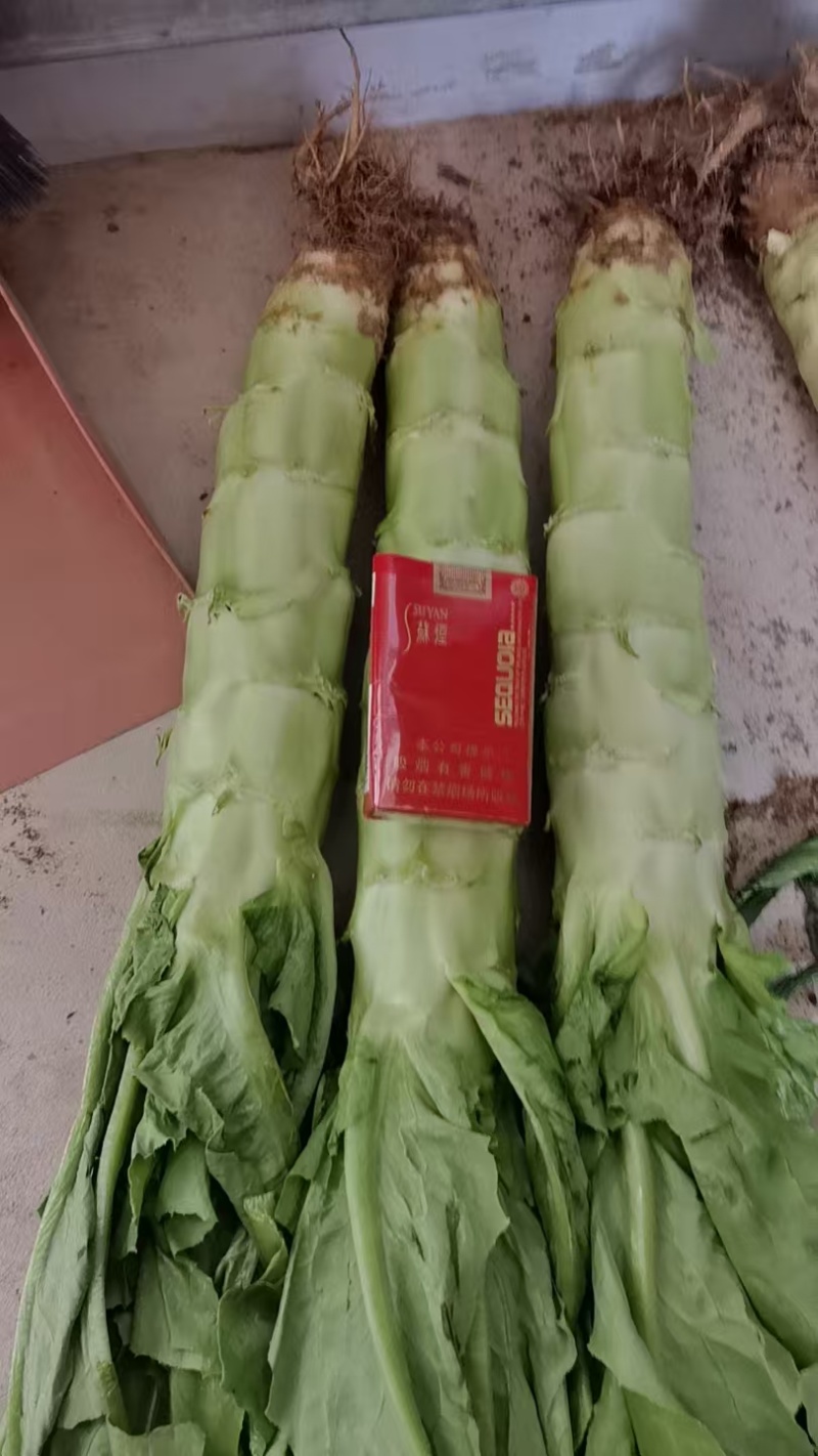 精品青叶莴笋，产地大量发货，专业诚信经营
