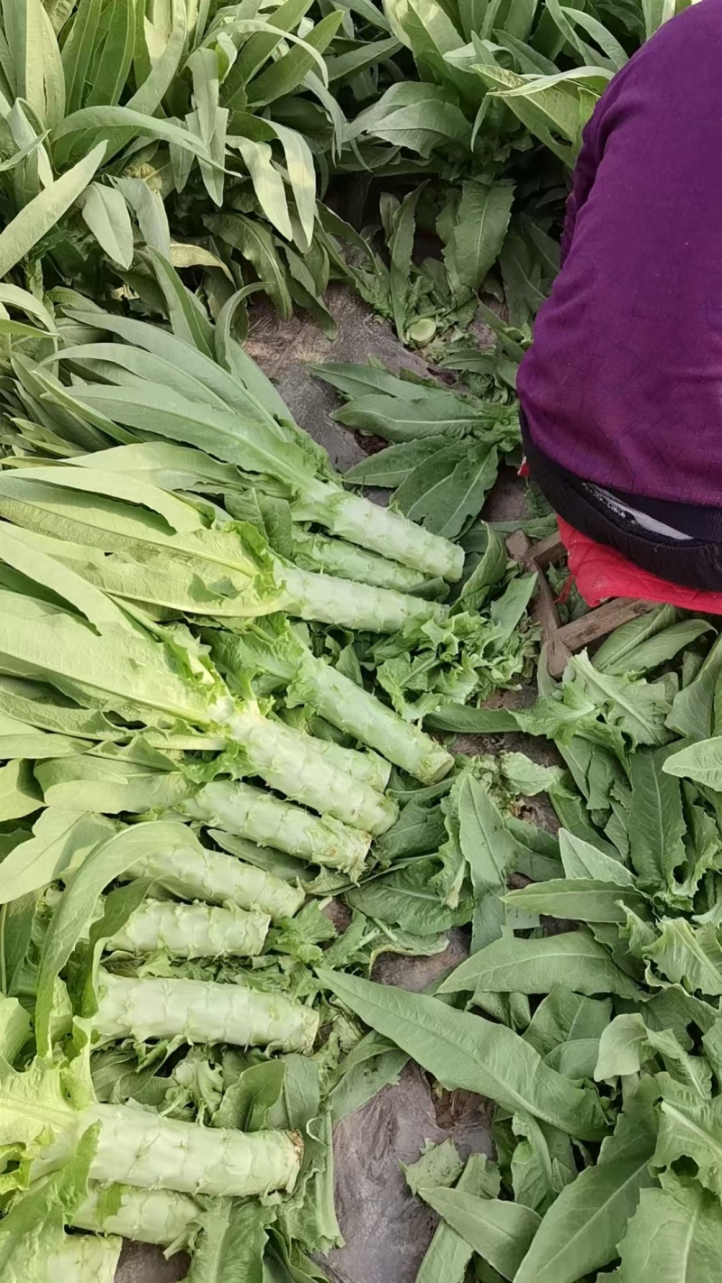 精品青叶莴笋，产地大量发货，专业诚信经营