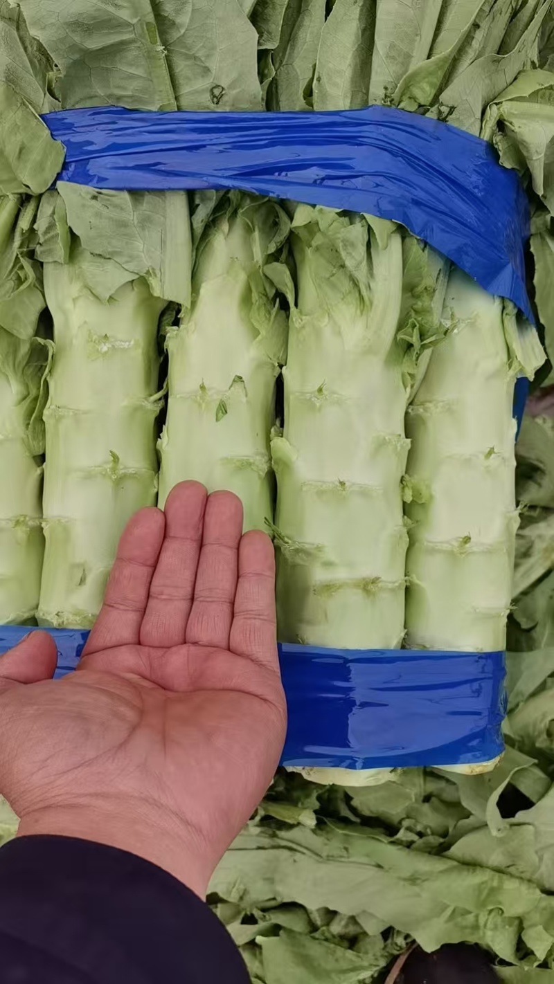 青叶莴苣马上上市了莴笋基地直供，量大优惠，欢迎咨询~