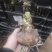曦荷朱顶红种球直径7-8厘米重瓣种球