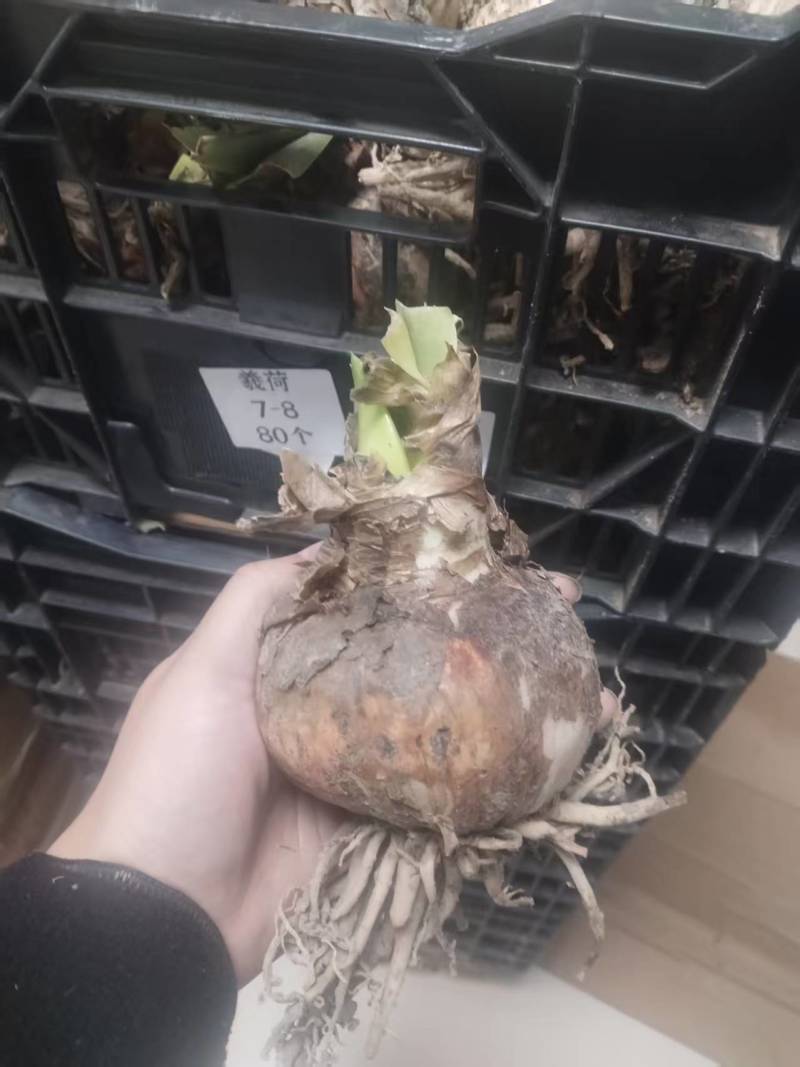 曦荷朱顶红种球直径7-8厘米重瓣种球