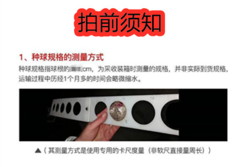 曦荷朱顶红种球直径7-8厘米重瓣种球