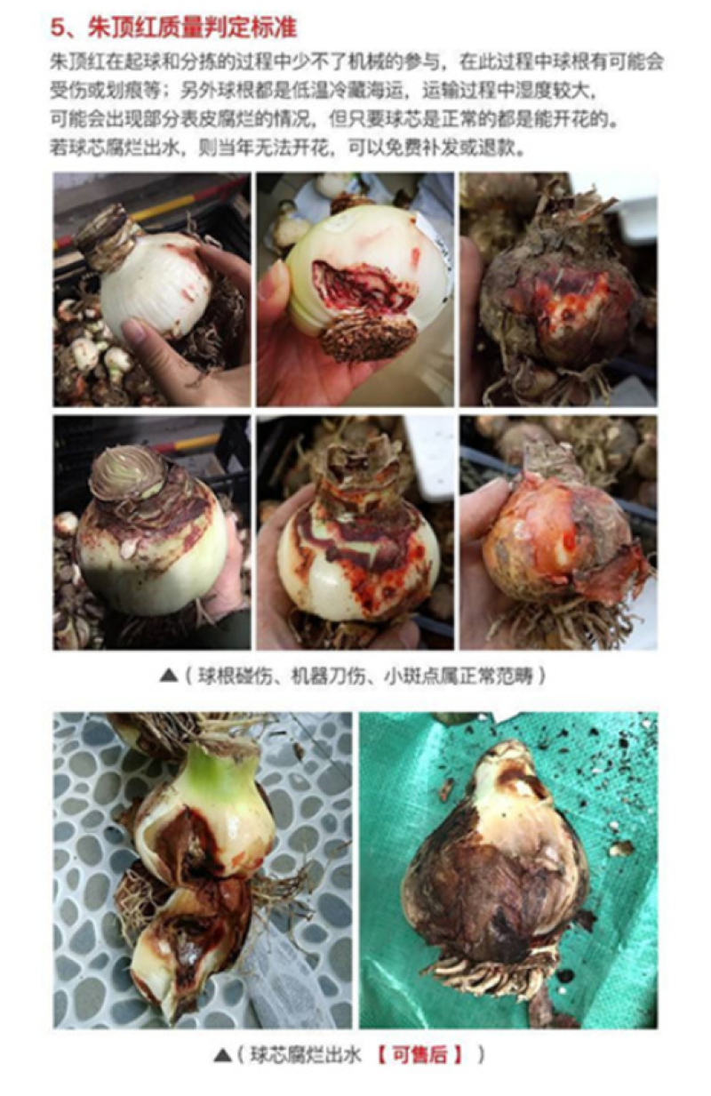 曦荷朱顶红种球直径7-8厘米重瓣种球