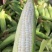 白糯玉米四川玉米大量现货供应，保质保量，视频看货价格可谈