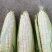 白糯玉米四川玉米大量现货供应，保质保量，视频看货价格可谈