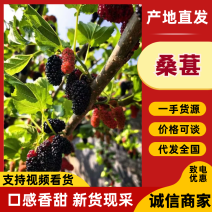 桑椹精品桑葚产地直发保质保量对接酒厂市场量大优惠