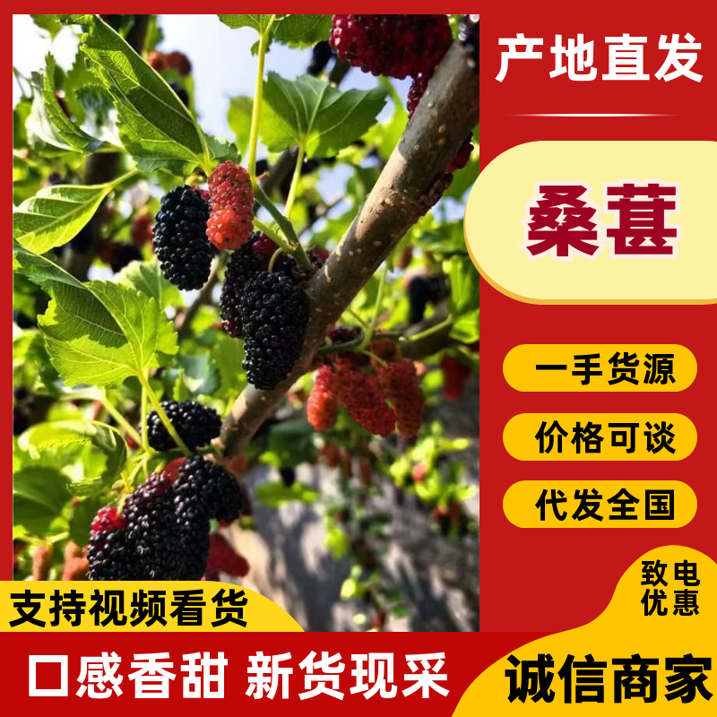 桑椹精品桑葚产地直发保质保量对接酒厂市场量大优惠