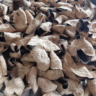 新会陈皮二红皮广东产地直供质量保证量大优惠欢迎订购