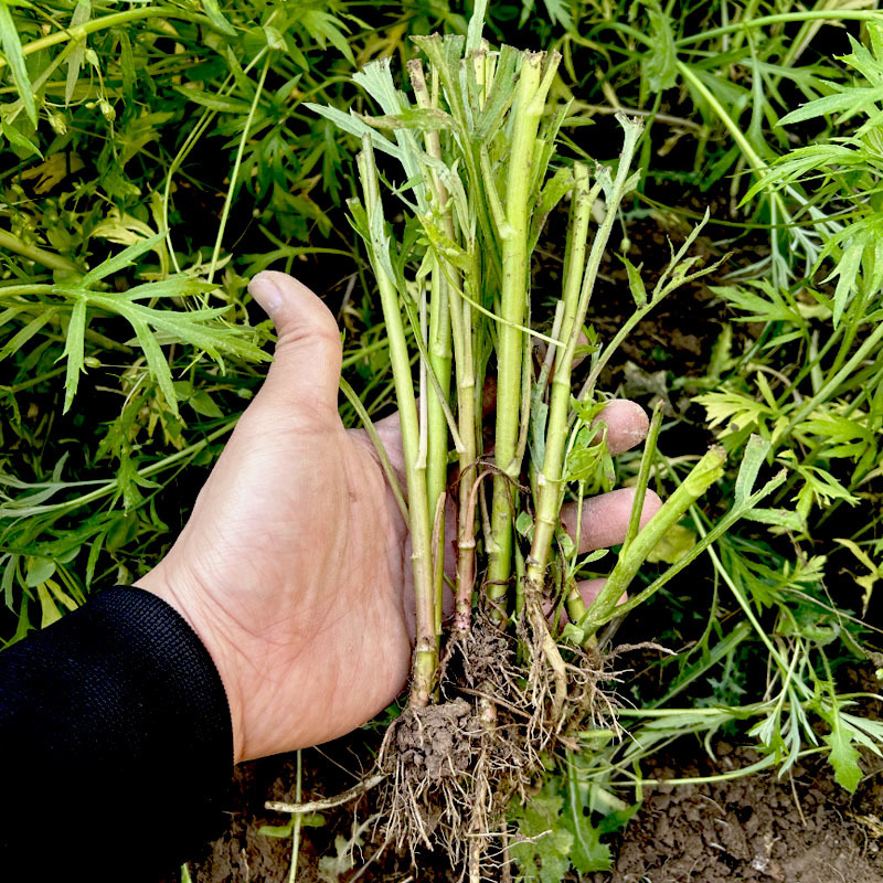 柳蒿芽苗野生水蒿白蒿山野菜苗庭院四季盆栽春秋藜蒿苗芦