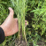 柳蒿芽苗野生水蒿白蒿山野菜苗庭院四季盆栽春秋藜蒿苗芦
