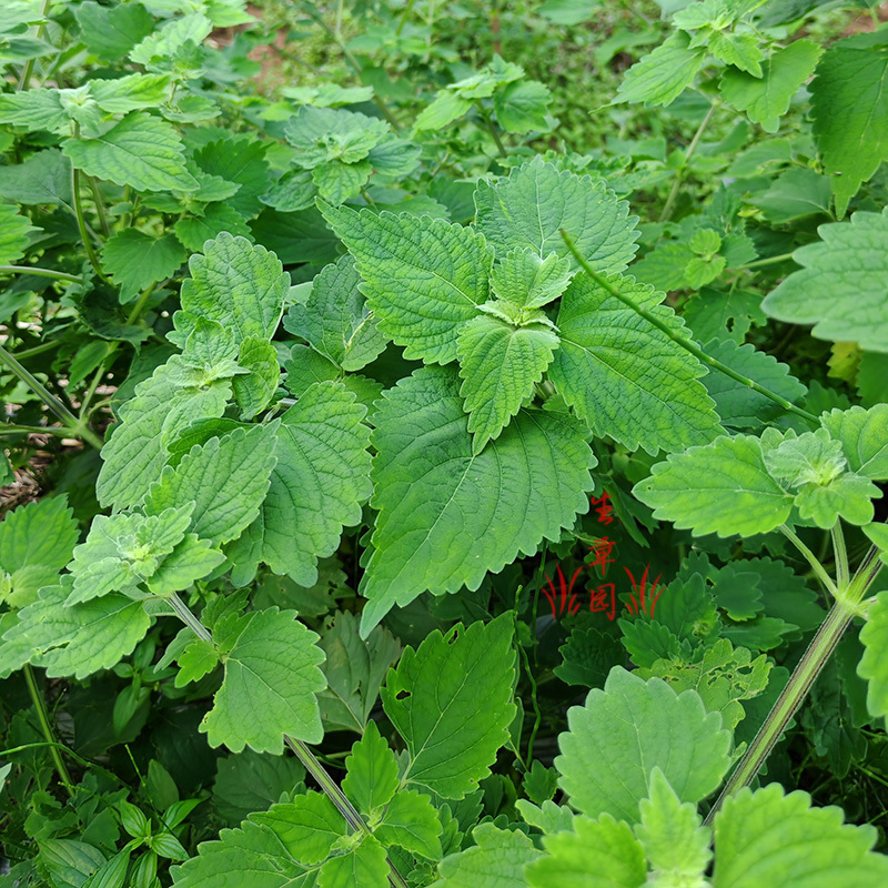 广防风草抹草中药材中草药原料批发
