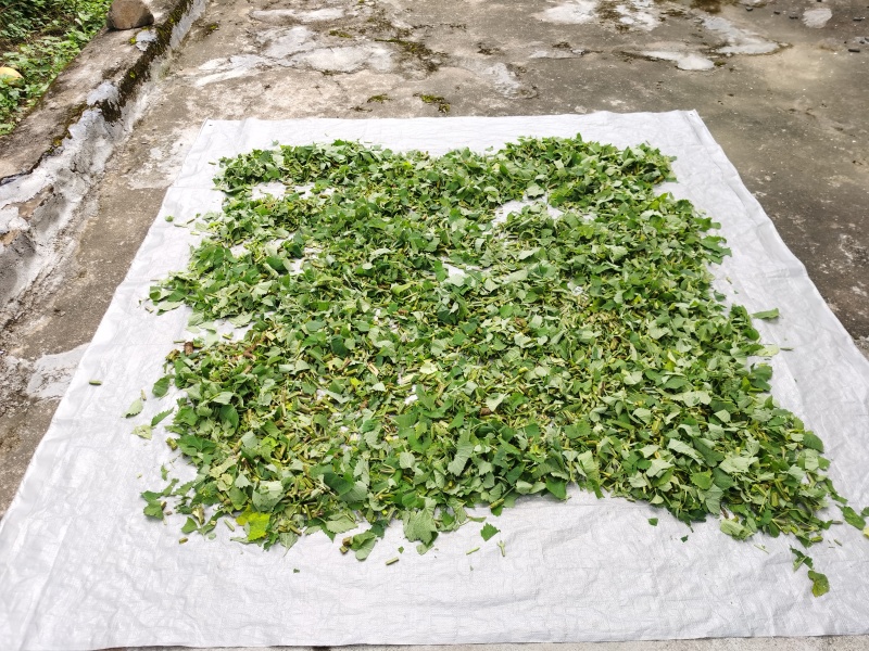 广防风草抹草中药材中草药原料批发