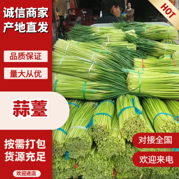 精品大量蒜薹现货，量大价优，产地直发，欢迎咨询