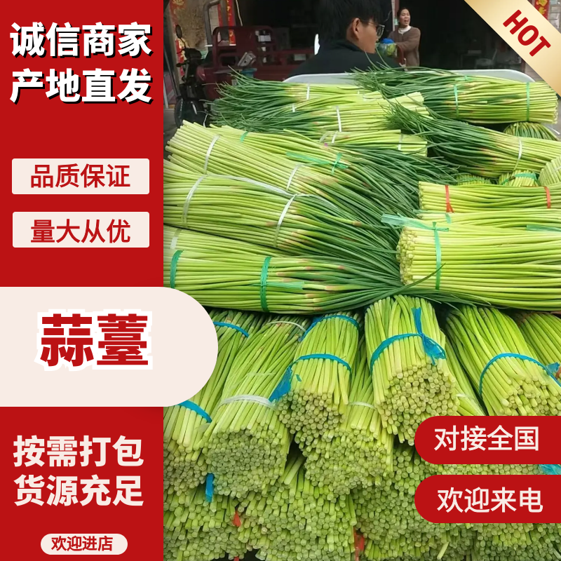 精品大量蒜薹现货，量大价优，产地直发，欢迎咨询