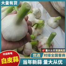 [牛]大蒜白皮蒜白皮蒜河南周口大蒜，保质保量
