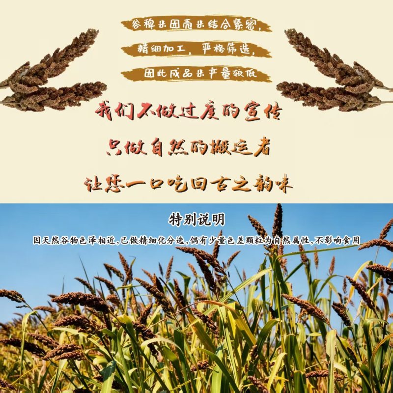 谷稗米大量上市，基地直发，品质保障，量大从优，欢迎电联