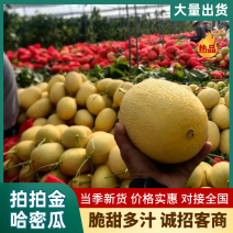 【精品】优质拍拍金哈密瓜凤金货源充足量大从优质量保证