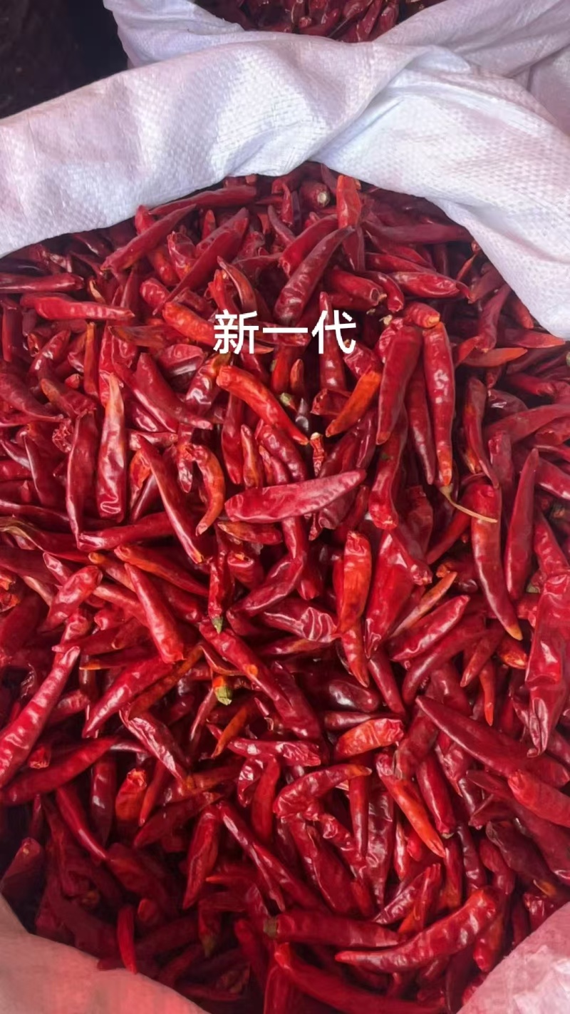 河南小椒新一代三樱椒可切断打粉炒菜