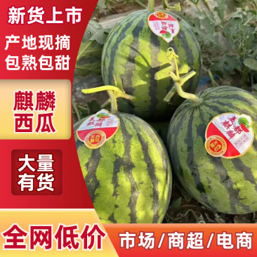 陕西美都西瓜，麒麟西，无籽西瓜，产地直供，品质保证！