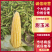 精品甜玉米，水果玉米，糯玉米颗粒饱满，口感甘甜，产地直供