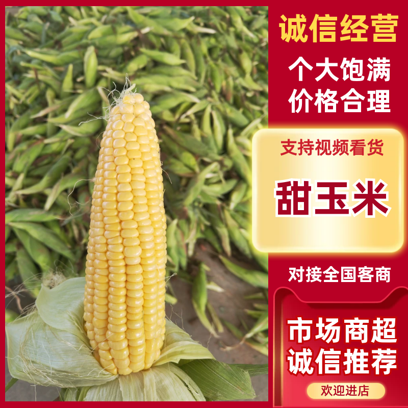 精品甜玉米，水果玉米，糯玉米颗粒饱满，口感甘甜，产地直供