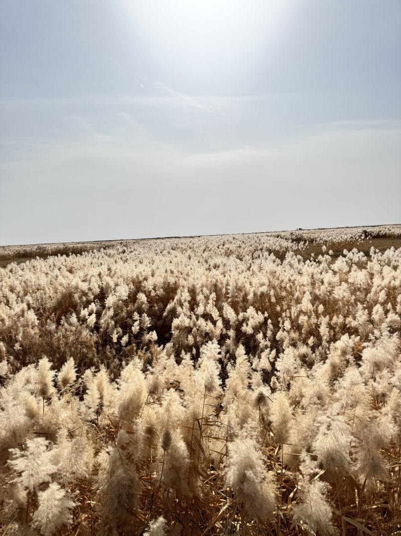 【羊脂雪米香米】新疆大米厂家直销量大质优价优欢迎采购