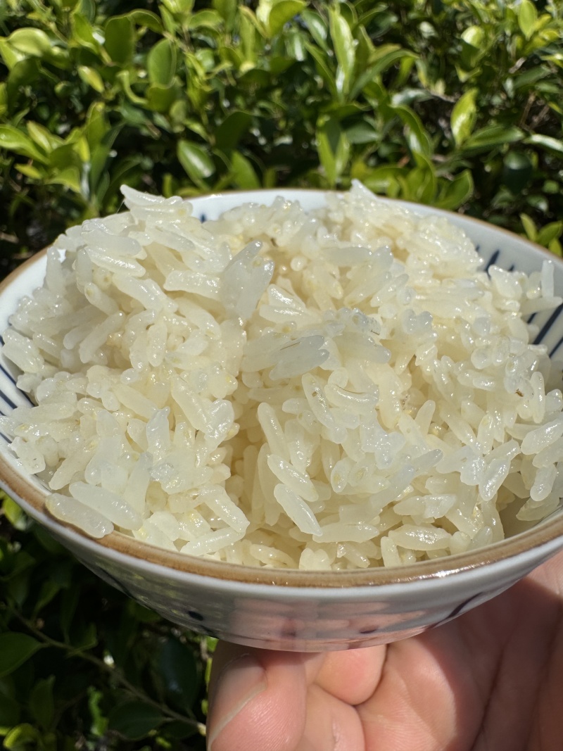 【羊脂雪米香米】新疆大米厂家直销量大质优价优欢迎采购