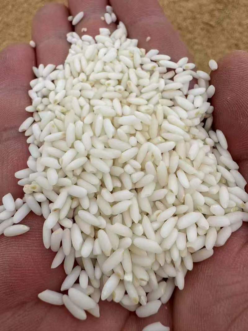 【热卖】厂家直销羊脂籽米大米香米价格优惠欢迎采购