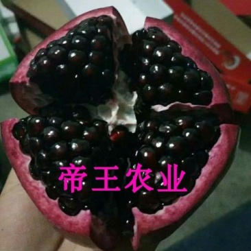 黑籽甜宝石榴苗大果黑籽甜石榴树苗软籽石榴果树苗