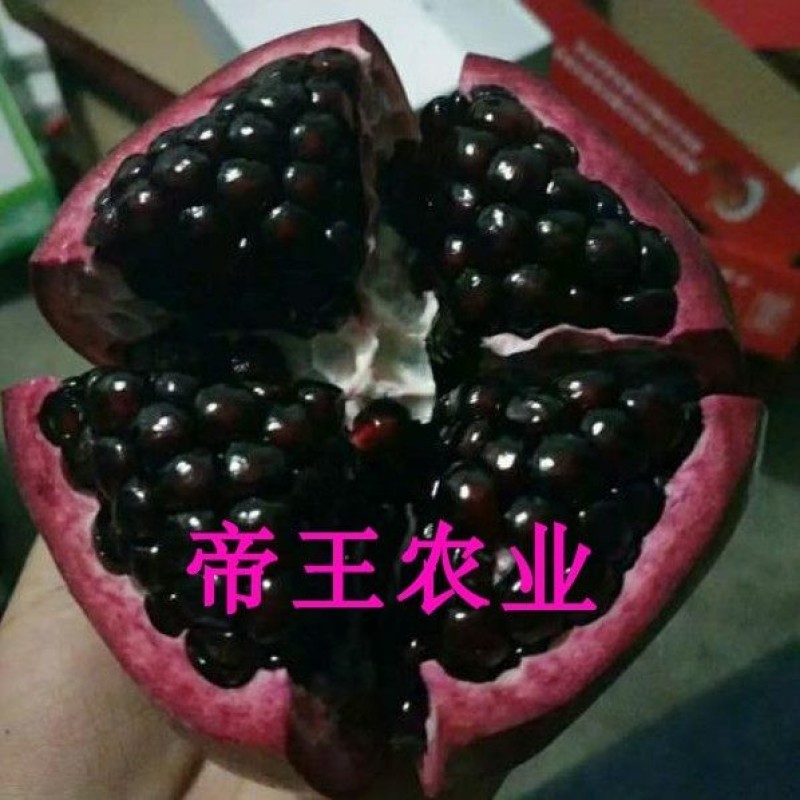 黑籽甜宝石榴苗大果黑籽甜石榴树苗软籽石榴果树苗