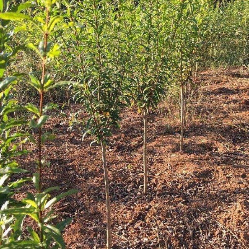黑籽甜宝石榴苗大果黑籽甜石榴树苗软籽石榴果树苗