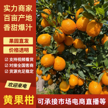 【精选】黄果柑产地直发新鲜采摘对接全国市场等