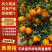 【精选】黄果柑产地直发新鲜采摘对接全国市场等