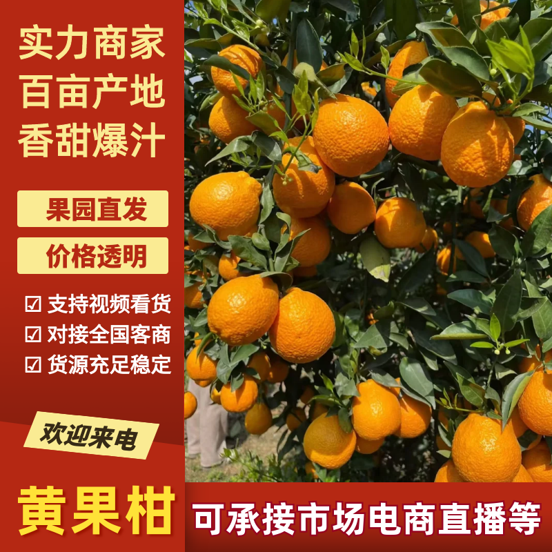 【精选】黄果柑产地直发新鲜采摘对接全国市场等