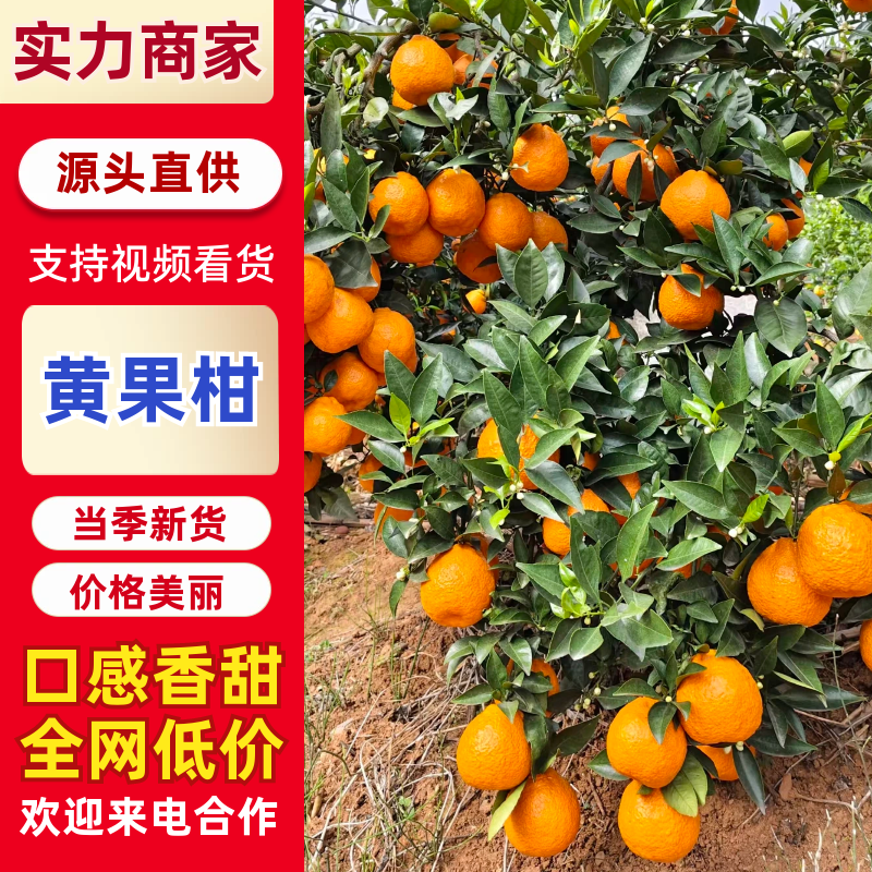 【超多好评】黄果柑四川柑桔产地直发对接电商市场等