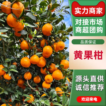 小叶橘黄果柑产地直发保质保量对接全国市场量大优惠