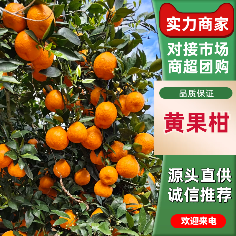 小叶橘黄果柑产地直发保质保量对接全国市场量大优惠