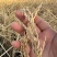 【热卖】厂家直销羊脂籽米大米香米价格优惠欢迎采购
