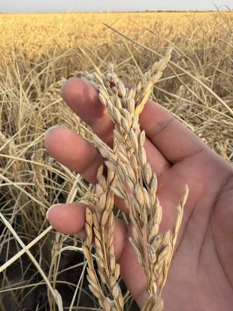 【热卖】厂家直销羊脂籽米大米香米价格优惠欢迎采购