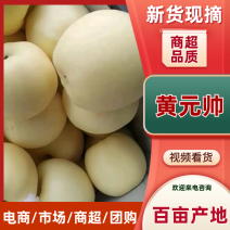 精品苹果黄金帅苹果黄元帅品质保证量大从优支持全国发货