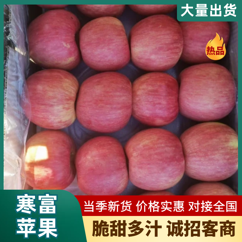 辽宁绥中寒富苹果大量上市个头均匀颜色全红口感脆甜
