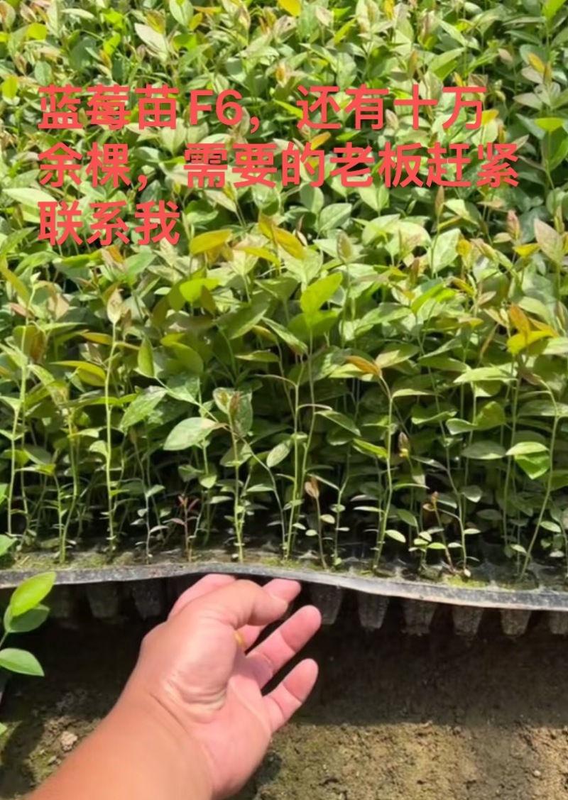 蓝莓苗蓝莓杯苗基地直销量大价优一手货源欢迎咨询购买
